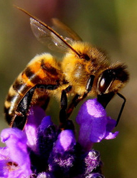 фото - пчела на цветке