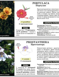 Фото и описание цветов: Портулак и Простантера