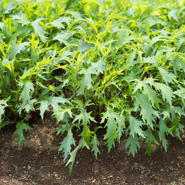 Семена салата «Мицуна зеленая», ТМ OGOROD - 50 грамм