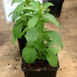 Семена Стевии / Stevia, ТМ OGOROD - 5 семян