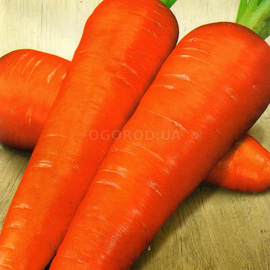 Семена моркови «Красный великан», ТМ «СЕМЕНА УКРАИНЫ» - 2 грамма