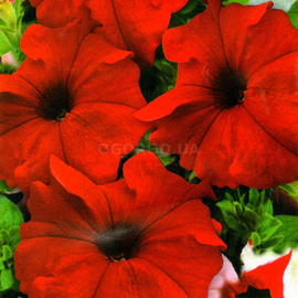 Семена петунии «Красная» (Petunia hybrida) F1, ТМ «ГЕЛИОС» - 0.05 грамм