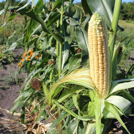 Семена кукурузы суперсладкой «Роттердам» F1, ТМ «МНАГОР» - 100 семян