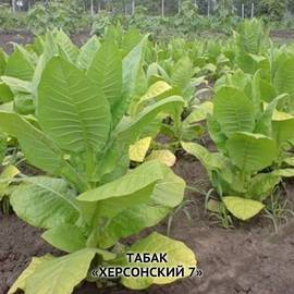 Семена табака «Херсонский-7», ТМ OGOROD - 300 семян