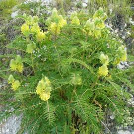 Семена астрагала шерстистоцветкового «Фаворит» / Astragalus dasyanthus, ТМ OGOROD - 200 семян