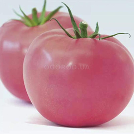 Семена томата «Розовый Титан», ТМ OGOROD - 200 семян