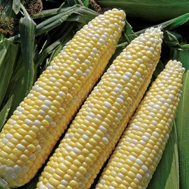 Семена кукурузы суперсладкой «Prometey» F1 (Прометей F1), ТМ «МНАГОР» - 100 семян