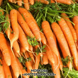 Семена моркови «Амстердамская», ТМ OGOROD - 20 грамм