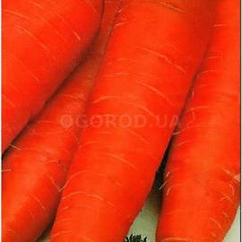Семена моркови «Корал»(Кораль), ТМ «СЕМЕНА УКРАИНЫ» - 2 грамма