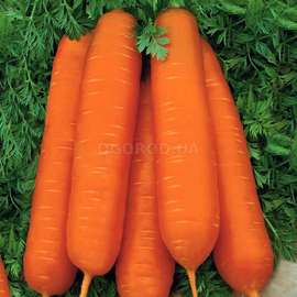 Семена моркови «Берликумер», ТМ OGOROD - 200 грамм
