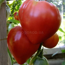 Семена томата «Бычье сердце красное», ТМ OGOROD - 200 семян