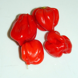 Семена перца острого «Caribbean red Habanero» (Хабанеро Карибский Красный), серия «От автора» - 50 семян