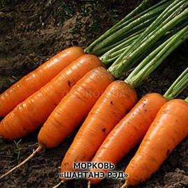 Семена моркови «Шантанэ Рэд», ТМ OGOROD - 2 грамма