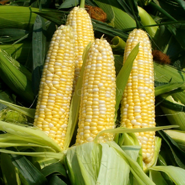 Семена кукурузы сахарной «Брусница» ТМ OGOROD - 100 грамм
