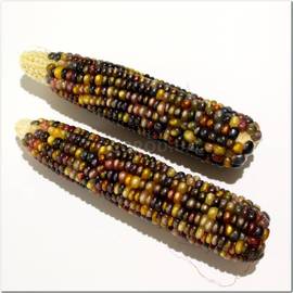 Семена кукурузы декоративной «Калейдоскоп», ТМ OGOROD - 50 семян