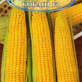 Семена кукурузы «Кокани» F1, ТМ Harris Moran - 8 грамм