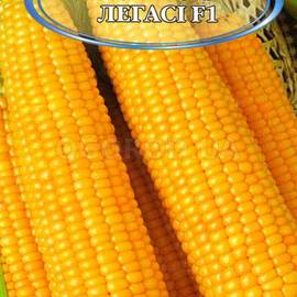 Семена кукурузы «Легаси» F1, ТМ Harris Moran - 8 грамм