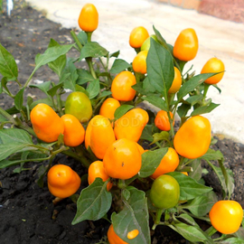 Семена перца острого «Оранжевое чудо», серия «От автора» - 5 семян