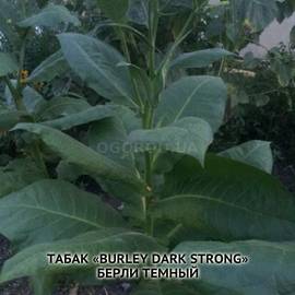 Семена табака «Burley Dark Strong» (Берли Темный), ТМ OGOROD - 300 семян