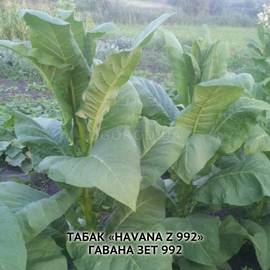 Семена табака «Havana z 992» (Гавана Зет 992), ТМ OGOROD - 300 семян