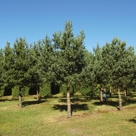 Семена сосны обыкновенной / Pinus sylvestris, ТМ OGOROD - 10 семян