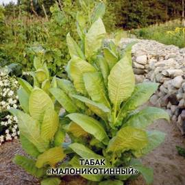 Семена табака «Малоникотинный», ТМ OGOROD - 30 000 семян