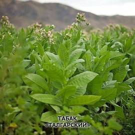 Семена табака «Талгарский», ТМ OGOROD - 30 000 семян
