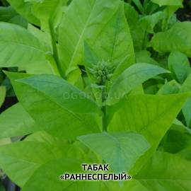 Семена табака «Раннеспелый», ТМ OGOROD - 30 000 семян