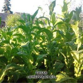 Семена табака «Американ-63», ТМ OGOROD - 30 000 семян
