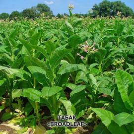 Семена табака «Broadleaf» (Широколистный), ТМ OGOROD - 30 000 семян