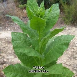 Семена табака «Oriental» (Ориенталь), ТМ OGOROD - 30 000 семян