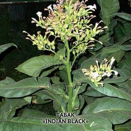 Семена табака «Indian black» (Индийский черный), ТМ OGOROD - 30 000 семян