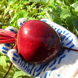 Семена свеклы «Красный шар», ТМ OGOROD - 2 грамма