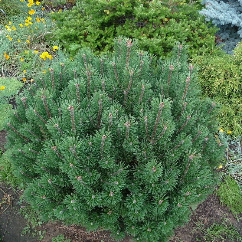 Семена сосны горной / Pinus mugo, ТМ OGOROD - 100 семян купить недорого ...