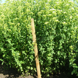 Семена душицы «Оранта» / Origanum vulgare L., ТМ OGOROD - 1000 семян