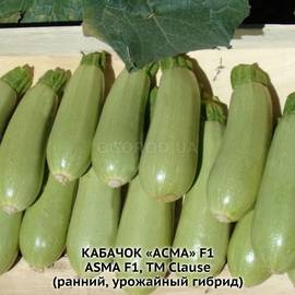 Семена кабачка «Асма» F1 / ASMA F1, ТМ Clause - 5 cемян