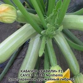 Семена кабачка «Кавили» F1 / Cavili F1, ТМ Nunhems - 5 семян