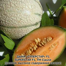Семена дыни «Суперстар» F1 / Superstar F1, ТМ Clause - 5 семян