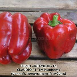 Семена перца сладкого «Клаудио» F1 / Claudio F1, ТМ Nunhems - 5 семян