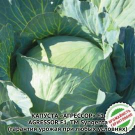 Семена капусты белокочанной «Агрессор» F1 / Agressor F1, ТМ Syngenta - 10 семян