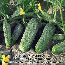 Семена огурца «Криспина» F1 / Сrispina F1, ТМ Nunhems - 5 семян