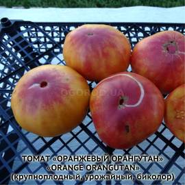 Семена томата «Orange Orangutan» (Оранжевый Орангутан), серия «От автора» - 10 семян