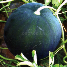 Семена арбуза «Огонек», ТМ OGOROD - 10 семян