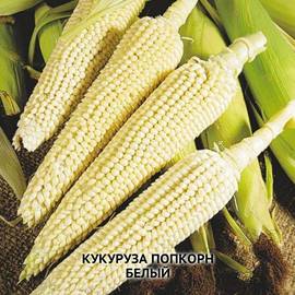 Семена кукурузы попкорн «Белый», ТМ OGOROD - 10 грамм