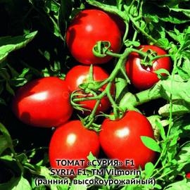 Семена томата «Сурия» F1 / Syria F1, ТМ «Vilmorin» - 5 семян