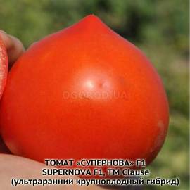 Семена томата супернова типом прорастания семян