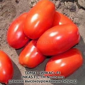 Семена томата «Инкас» F1 / Inkas F1, ТМ Nunhems - 5 семян