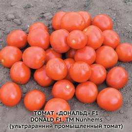 Семена томата «Дональд» F1 / Donald F1, ТМ Nunhems - 5 семян