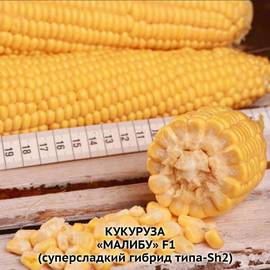 Семена суперсладкой кукурузы «Малибу» F1, ТМ «МНАГОР» - 10 семян