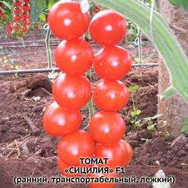 Семена томата «Сицилия» F1, ТМ GSN Semences - 5 семян